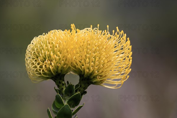 Pincushion Protea