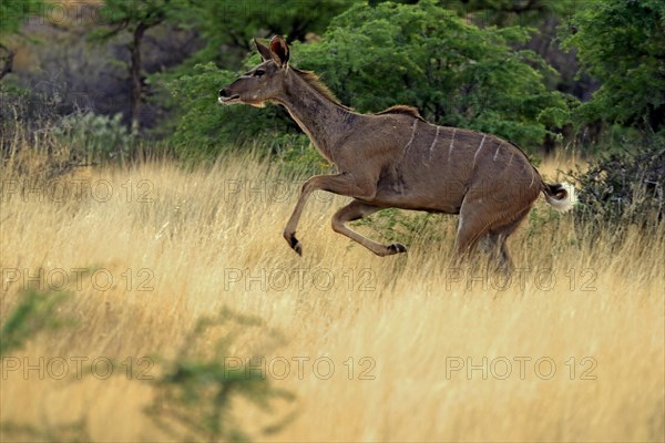 Zambezi greater kudu