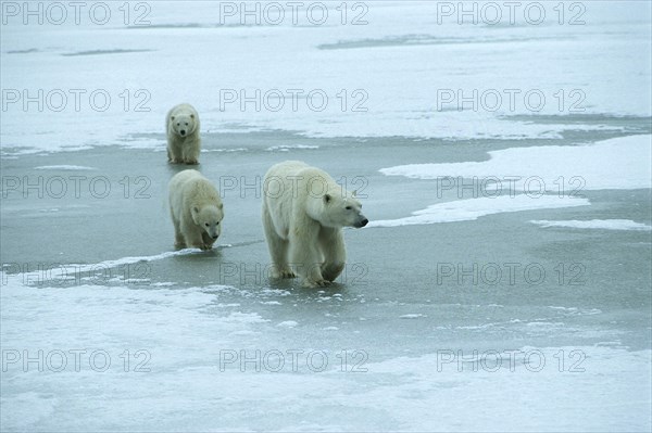 Polar bear