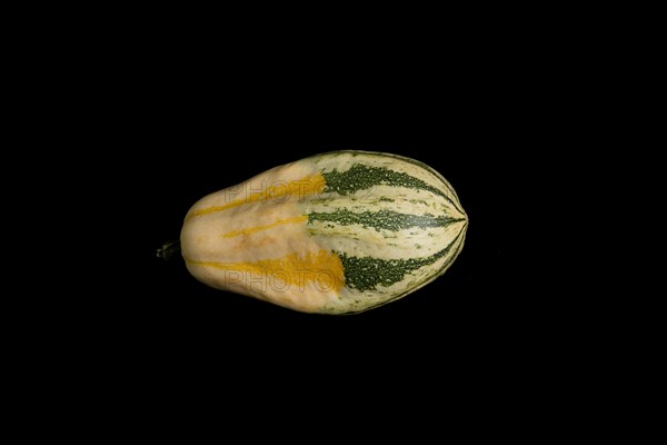 Colorful pumpkin on a black background. In studio