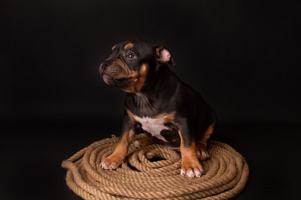 Puppy American Pit Bull Terrier sitt on a jute cord on black background in studio