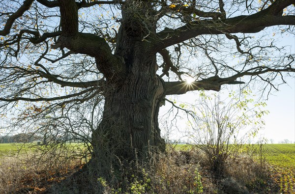 Ancient English oak