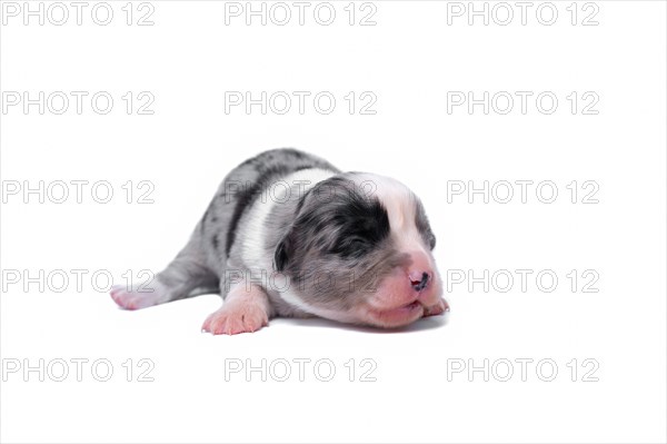 Ten days old excellent puppies of the Welsh Corgi Pembroke