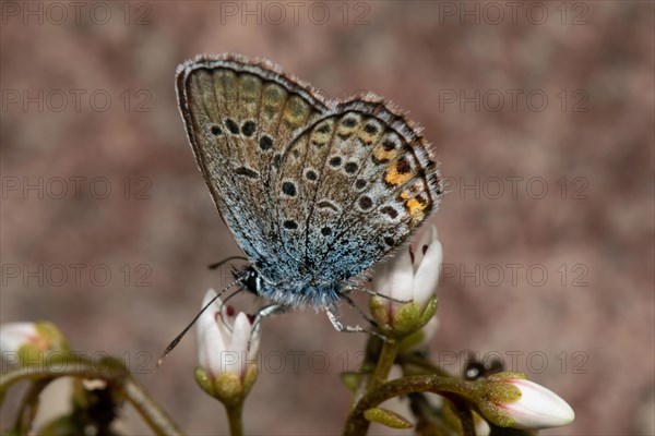 Argus blue butterfly