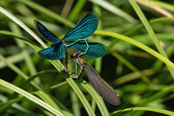 Blue-winged damselfly male with open wings and female with closed wings mating sitting on green stalk seen from behind diagonally to the left