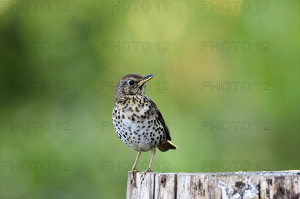 Song thrush