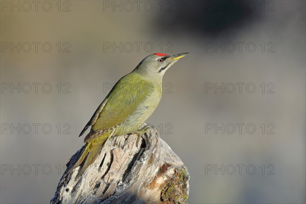 Grey-headed woodpecker