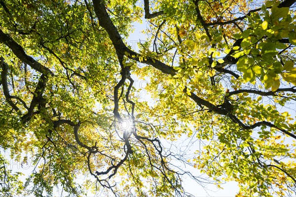 Old copper beech