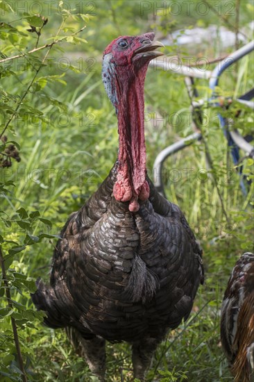 Common turkey