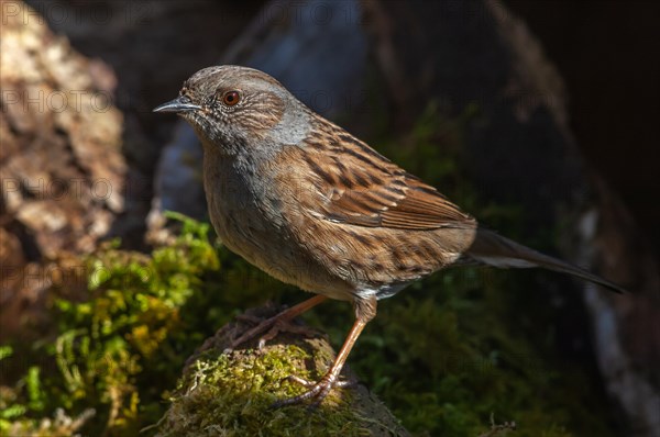 Dunnock