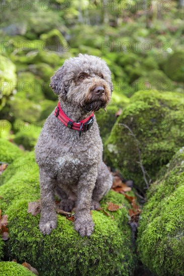 Lagotto Romagnolo outdoor