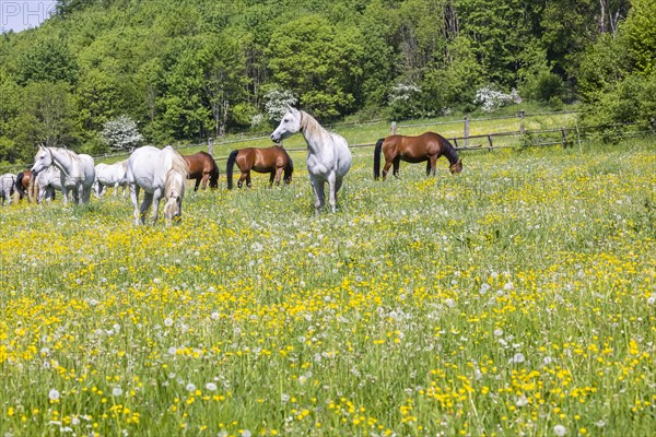 Horse paddock