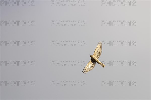 Eurasian sparrowhawk