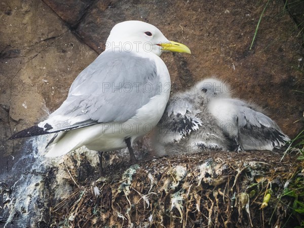 Kittiwake