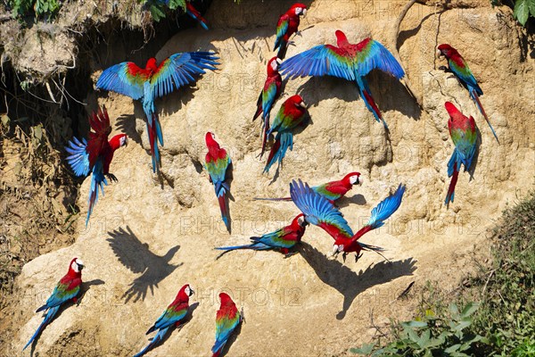 Red-and-green Macaws