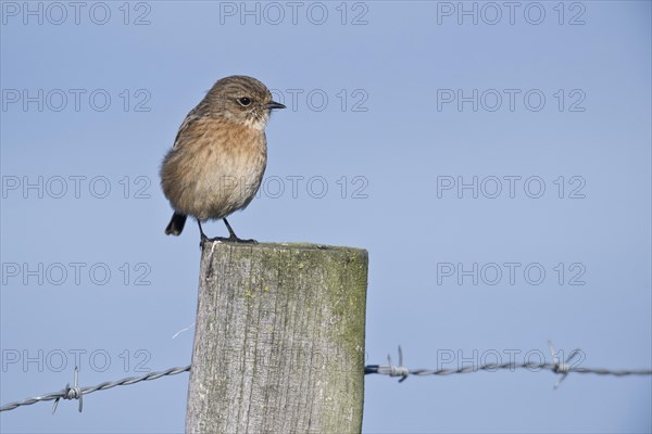 European stonechat