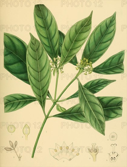 Psychotria bisulcata