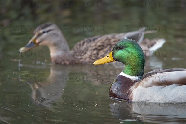 Pair of mallards