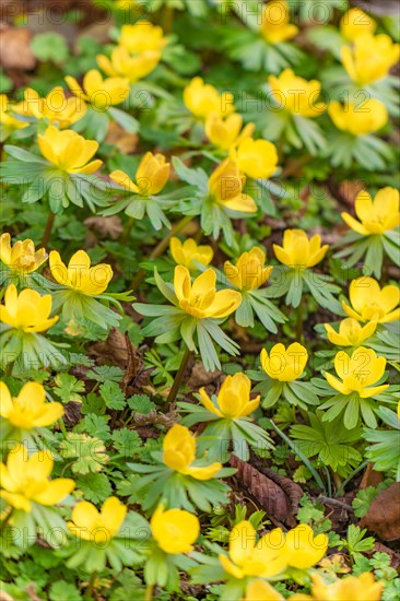 Winter aconite