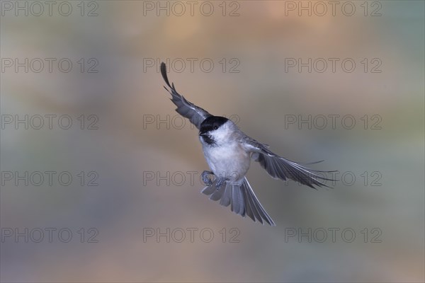 Marsh Tit