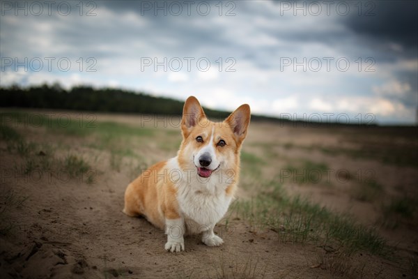 A Welsh Corgi Pembroke dog sits in the desert. Summer