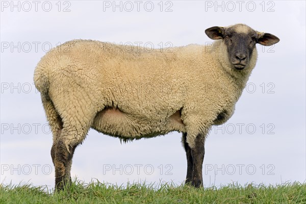 Domestic sheep