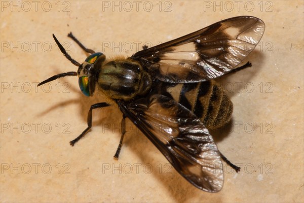 Golden-eyed gadfly sitting on stone slab looking left