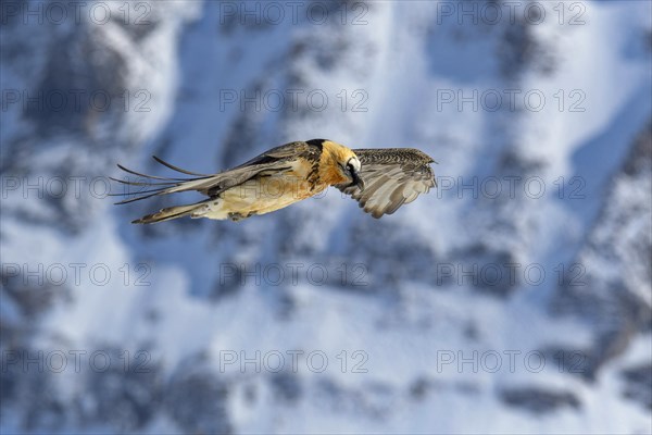 Bearded vulture