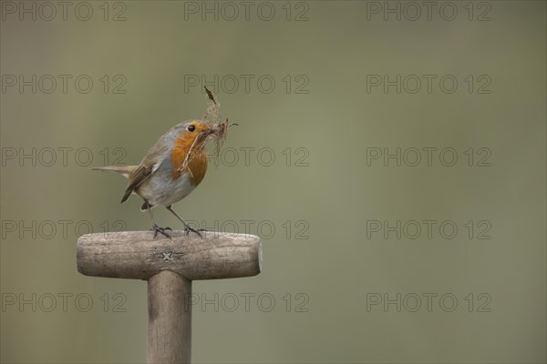 European robin