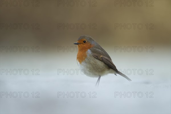 European robin