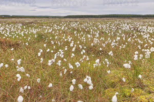 Narrow-leaved common cottongrass