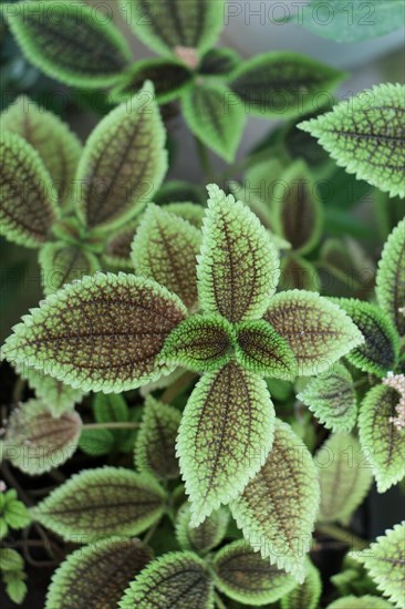 Green leaves of the spring season