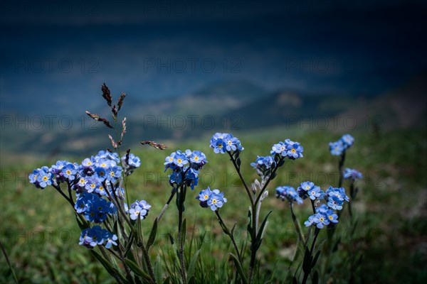 Blooming beautiful colorful wild flowers in Artvin highland