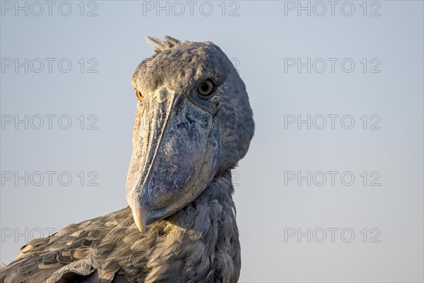 Shoebill