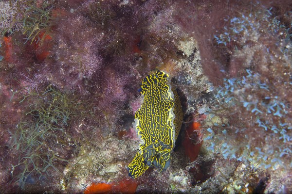 Yellow-violet star snail