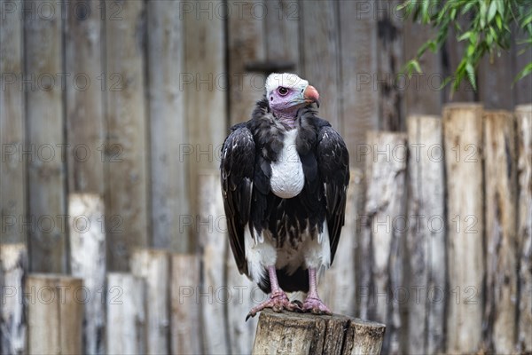 White-headed vulture