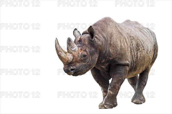 Black rhinoceros