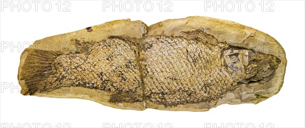 Fossilized fish Notelops brama against white background