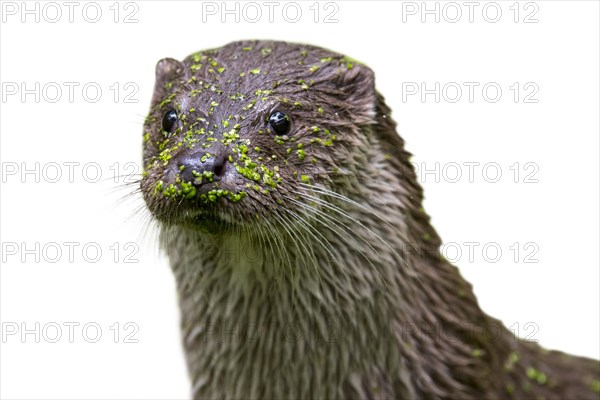 Close up portrait of European River Otter