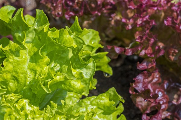 Fresh red and green lettuces