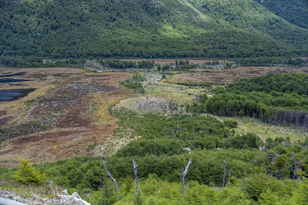 Moor and Forest and Mountain Landscape Ushuaia Argentina