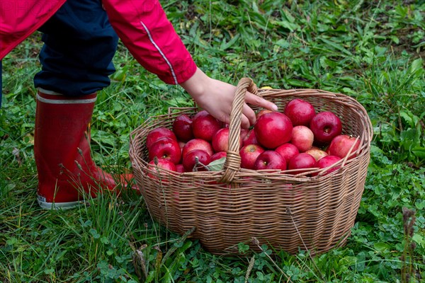 Child puts apple in woven basket