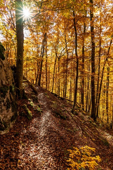 Path leads through light-flooded autumn forest