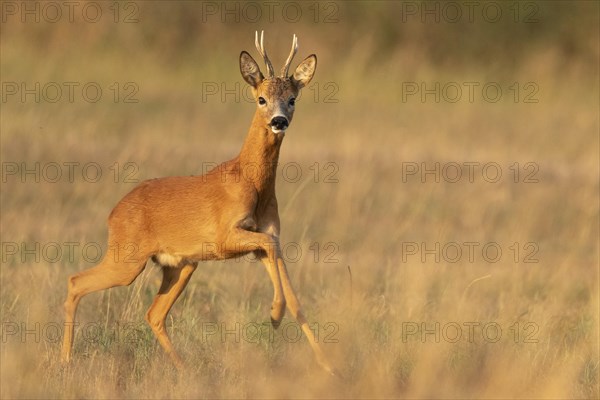 European roe deer