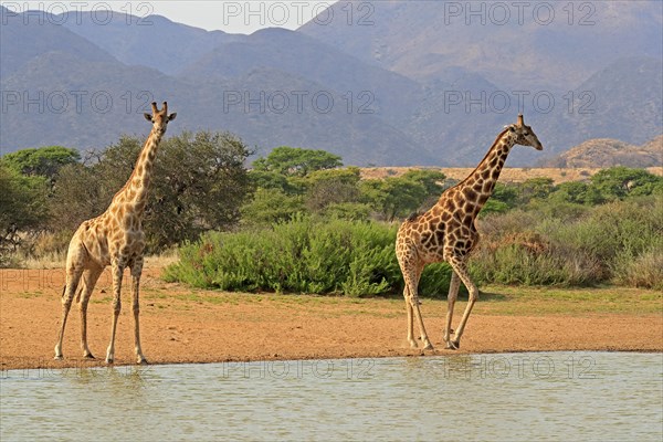 Southern giraffe