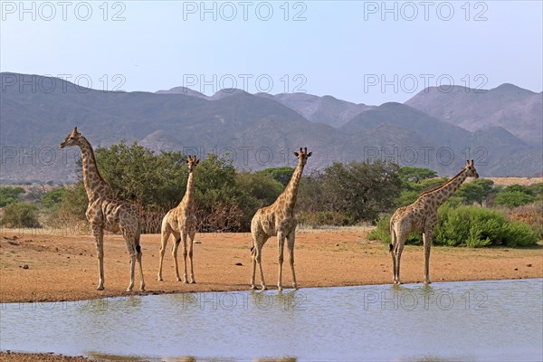 Southern giraffe