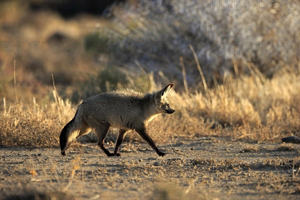 Bat-eared fox