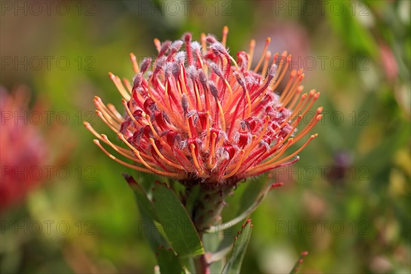 Pincushion Protea