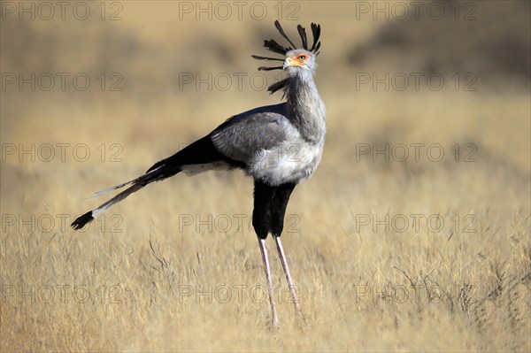 Secretary bird