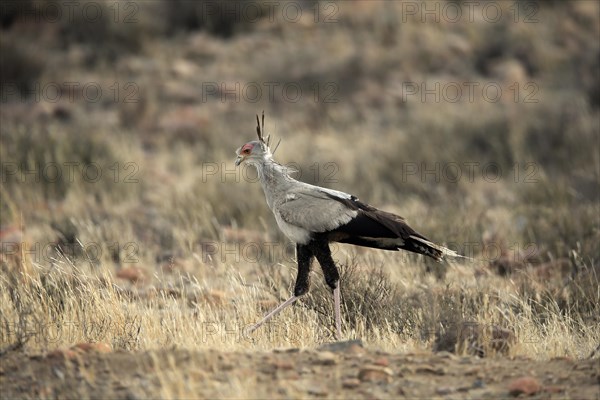 Secretary bird